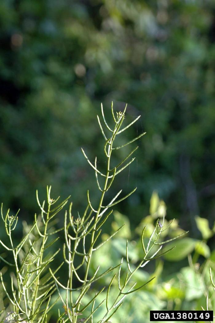Garlic Mustard Vermont Invasives