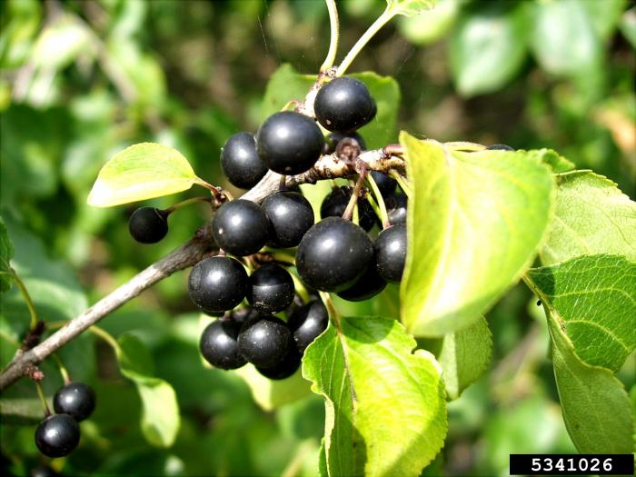 Buckthorn, Common Vermont Invasives