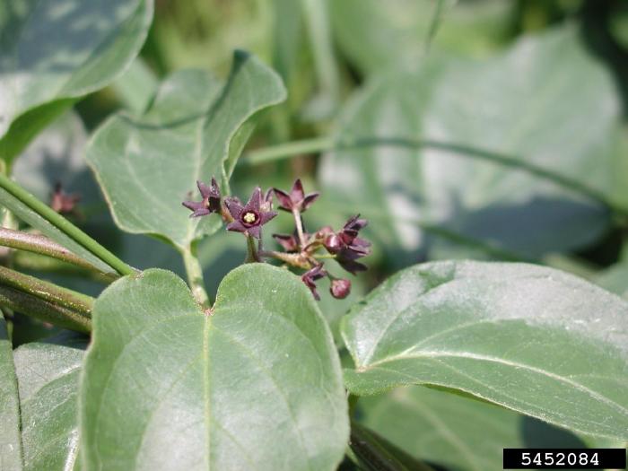 Swallowwort, Black | Vermont Invasives