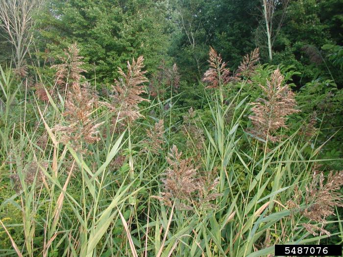 Common Reed Vermont Invasives
