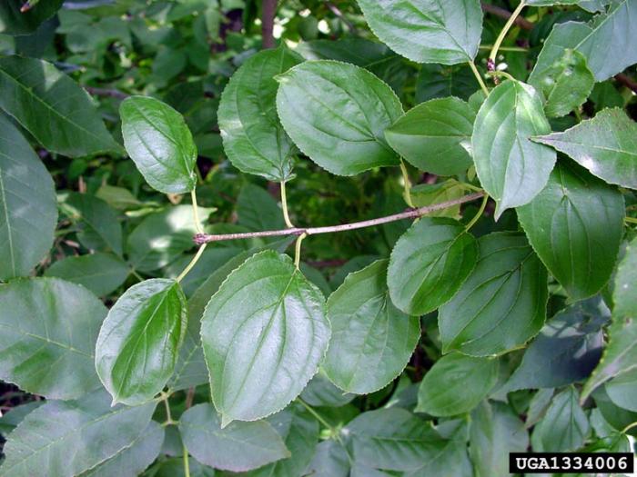 Buckthorn, Common Vermont Invasives
