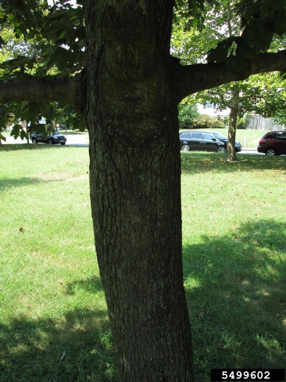 Norway Maple Vermont Invasives