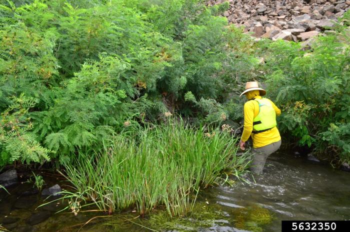 Flowering Rifle Flowering Rush | Vermont Invasives