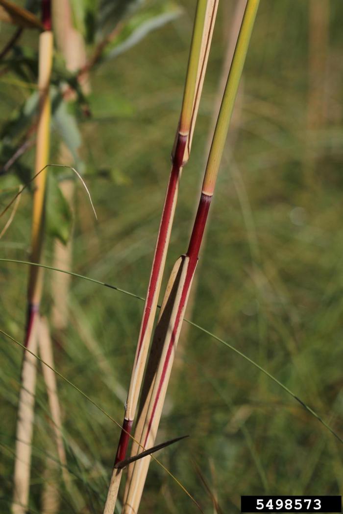 Common Reed | Vermont Invasives