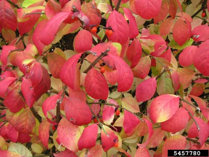 Burning Bush Or Winged Euonymus Vermont Invasives