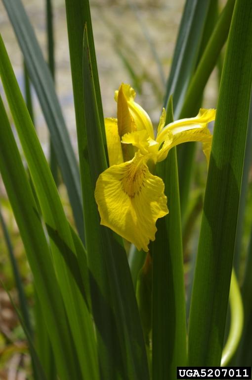 Yellow Flag Iris Vermont Invasives