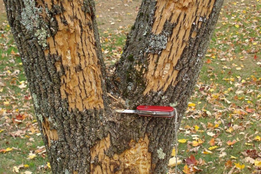 Woodpecker flecking