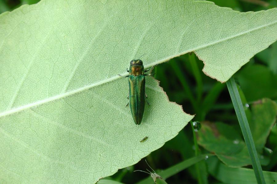 Adult emerald ash borer