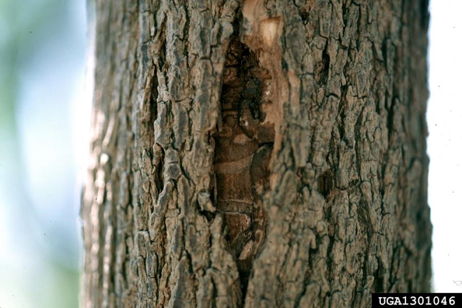 Bark splitting