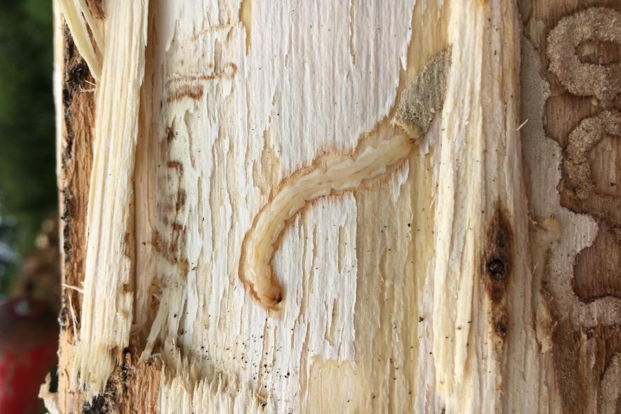 Emerald ash borer larvae