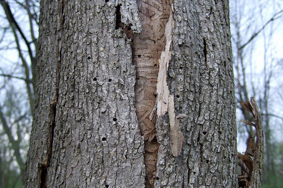 Bark splitting