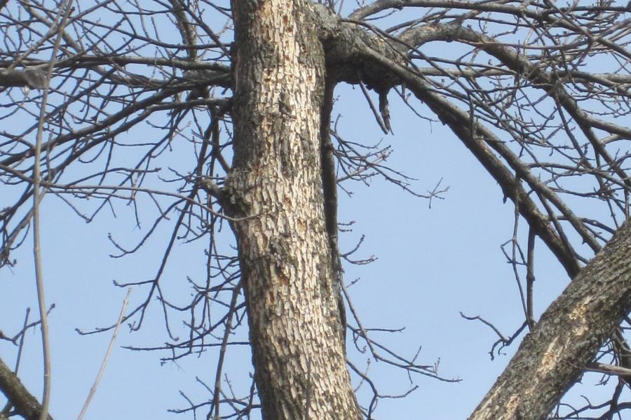Woodpecker flecking