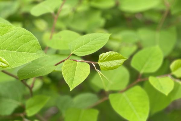 Japanese knotweed is an example of a regulated invasive plant in Vermont