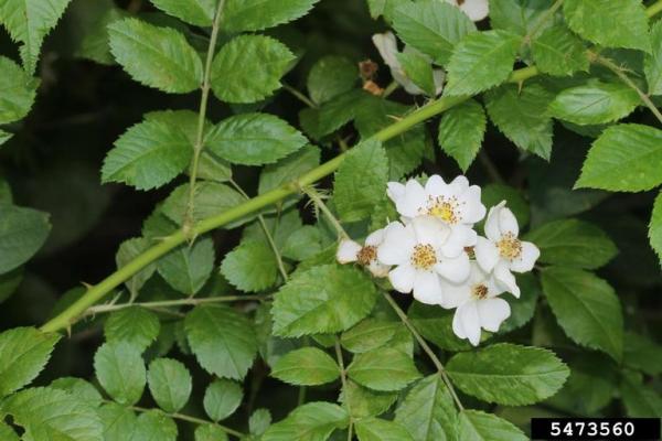 Multiflora rose: small, white to pinkish, 5-petaled flowers occur abundantly in clusters.