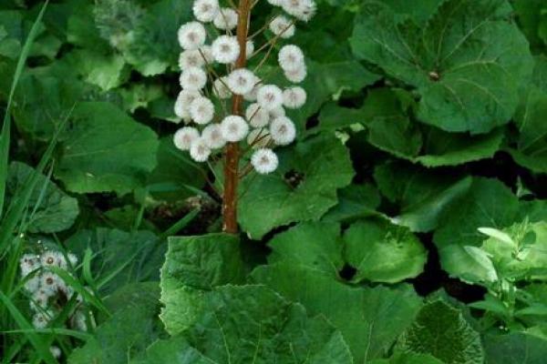 Butterbur sweet-coltsfoot: large heart-shaped leaves and seeds are attached to plumes of fine white bristles.