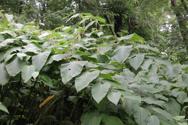Giant knotweed: plants forms dense stands.