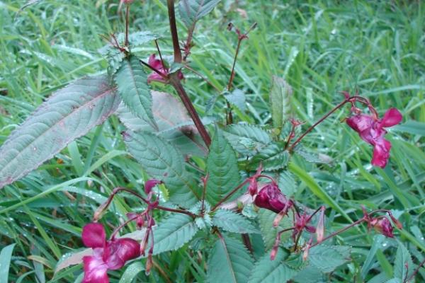 Himalayan balsam: stems are slightly purple; plant can grow 3-10 feet tall.