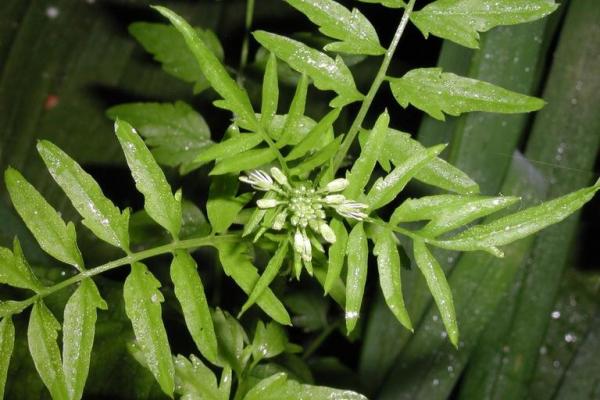 Narrow-leaved bitter-cress: basal rosette of leaves are pinnately divided. The leaves have a pair of fleshy blunt projections ('ears') turned downward at their base, which is an important diagnostic characteristic.