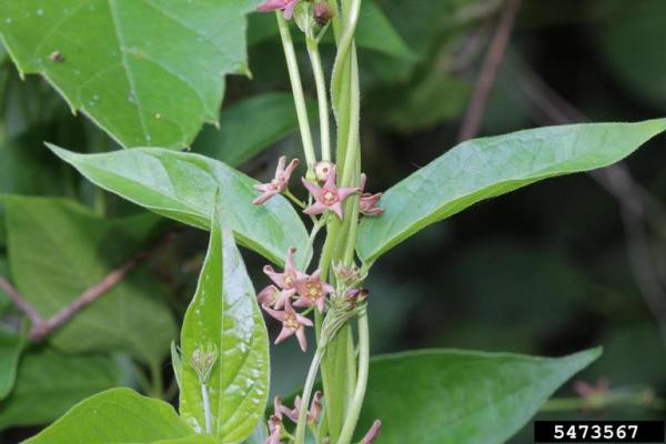 Pale swallowwort: flowers are dark pink to deep red, 5-petaled, star-shaped and appear in clusters.