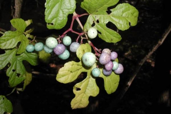 Porcelain berry: fruits are small berries that range from yellow to purple to blue in color.