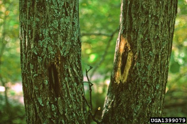 Butternut canker: spores of the fungus enter the tree and create cankers that are elongated, sunken, often with an inky black center and whitish margin.