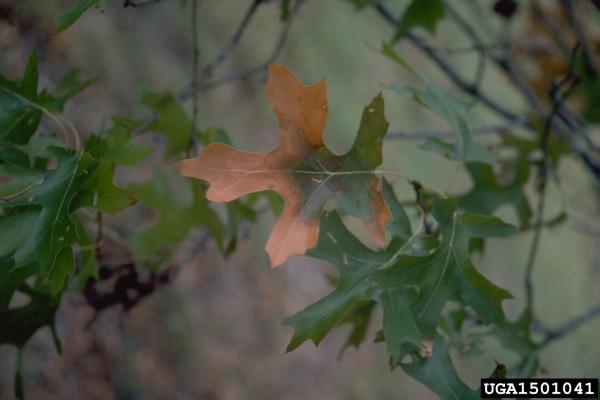Oak wilt: wilting leaves are often discolored along outer edges, with discoloration ranging from pale green to yellow, bronze, or brown.