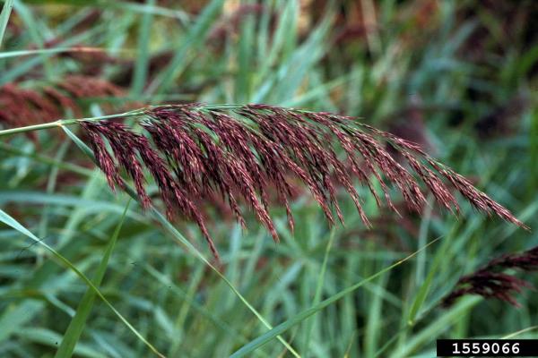 Common reed: flower heads are dense, fluffy, gray or purple in color.