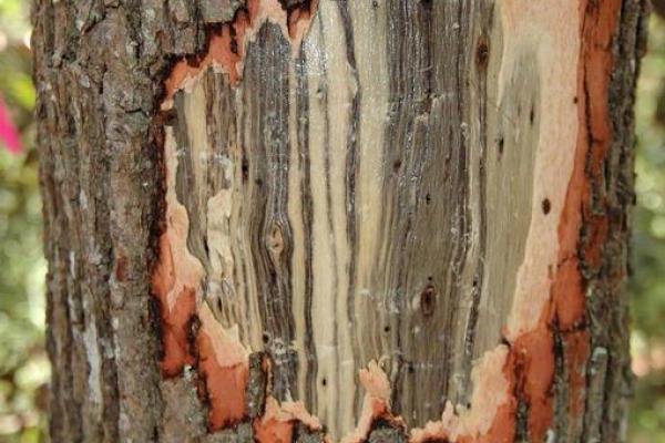 Redbay trunk with bark removed to expose black streaking caused by laurel wilt disease