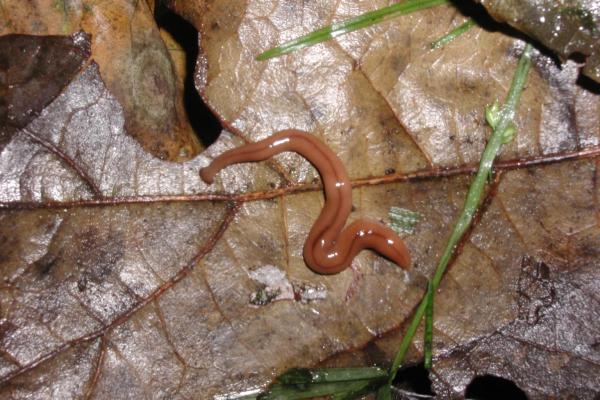 Wandering Broadhead Planarian