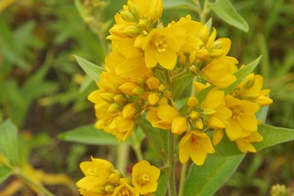 Golden loosestrife: flowers have five yellow petals, blooms primarily at the top of the stems.