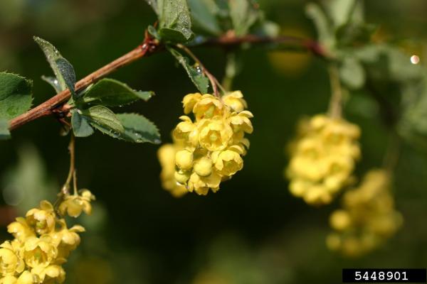 Common barberry: oval leaves, with toothed edges, flowers are pale yellow and appear in droopy clusters.