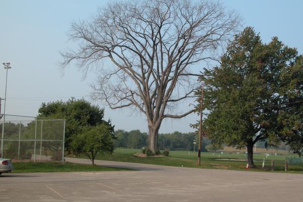 Dutch elm disease: dead elm.