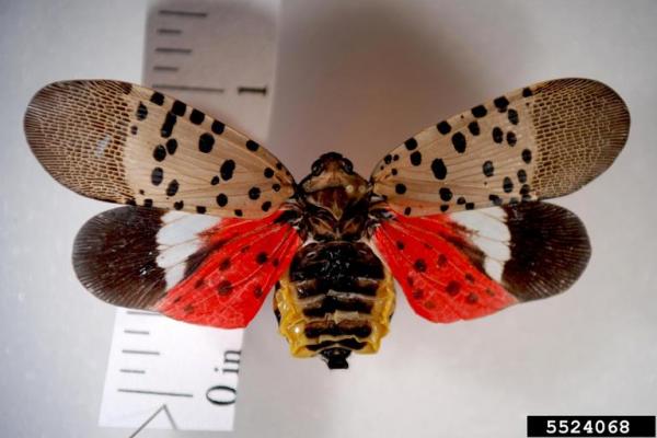 Spotted Lanternfly: Adult