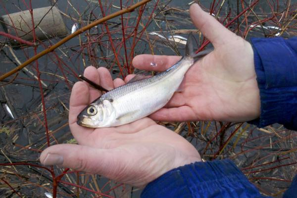 Alewife collected from a die-off event in Lake Champlain