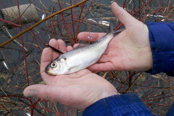 Alewife collected from a die-off event in Lake Champlain