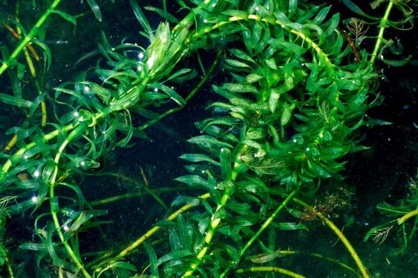 Brazilian elodea: foiliage