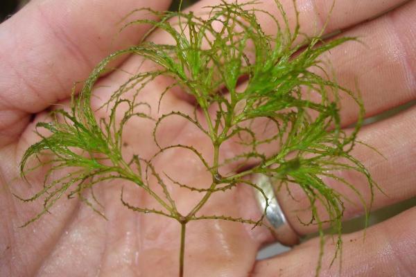 Brittle naiad plant