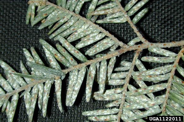 Elongate hemlock scale: yellow-brown scale coverings and light white wool on the underside of the needles.