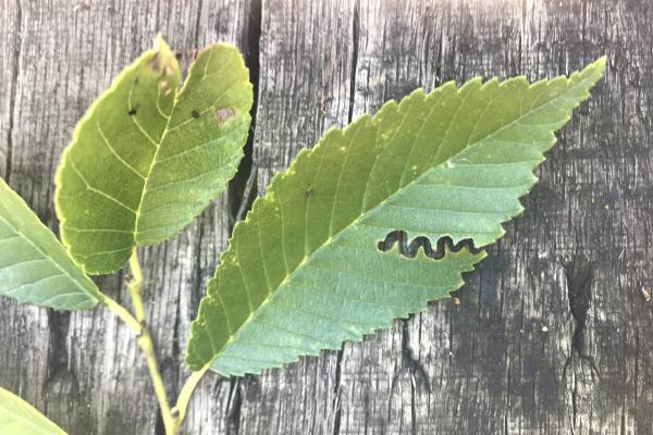 Elm zigzag sawfly: larval galleries