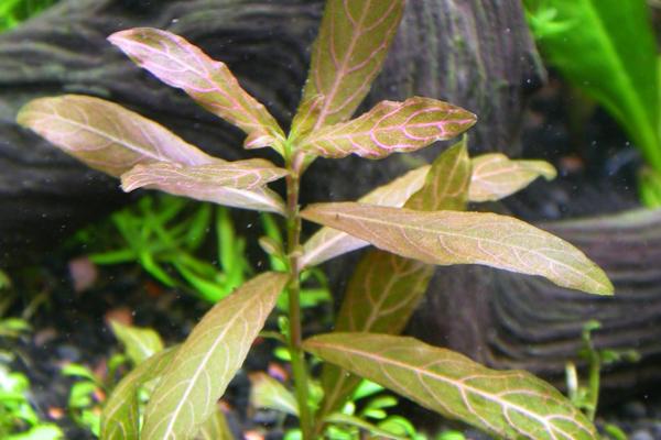 East Indian hygrophila: foliage