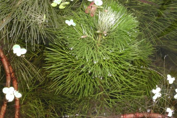 Fanwort: foliage