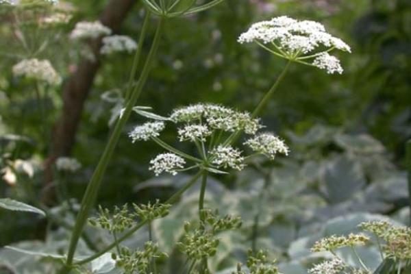 Goutweed: white flowers are arranged in umbels that are 2.25-4.75 in. in diameter. Each umbel is borne on a long peduncle.