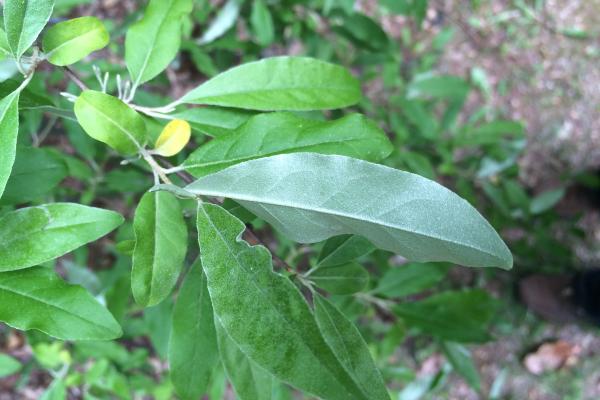 Autumn olive: alternate long oval leaves, with silvery undersides, and slight wave to the edge.