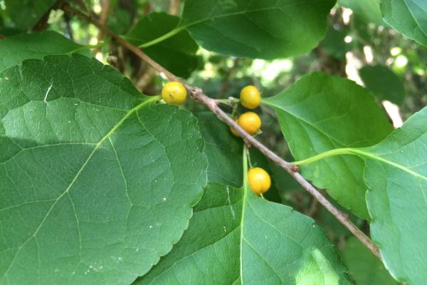 Asiatic bittersweet: small globose fruits are green when young; ripen to yellow; then split to reveal showy, scarlet berries that persist into winter.