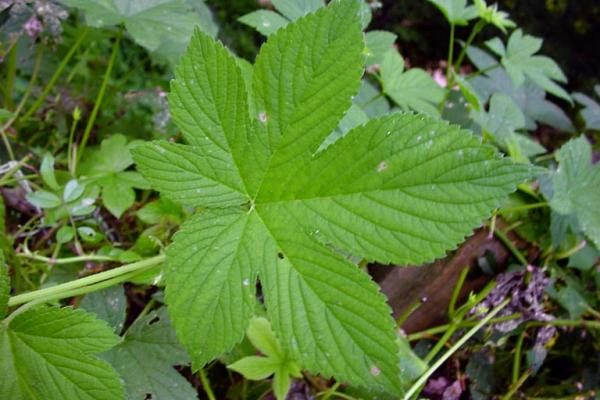 Japanese hop: leaves have 3-9 lobes, with a toothed margin.