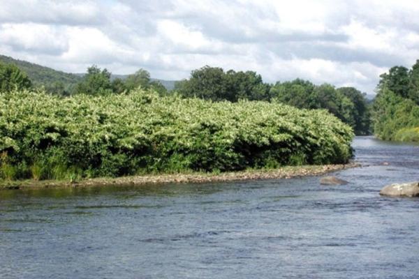 Japanese knotweed: infestation.