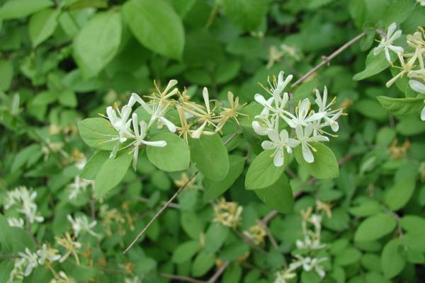 Morrow’s honeysuckle: hairy underside of leaf, white flowers, leaves egg shape with slight taper at tip.