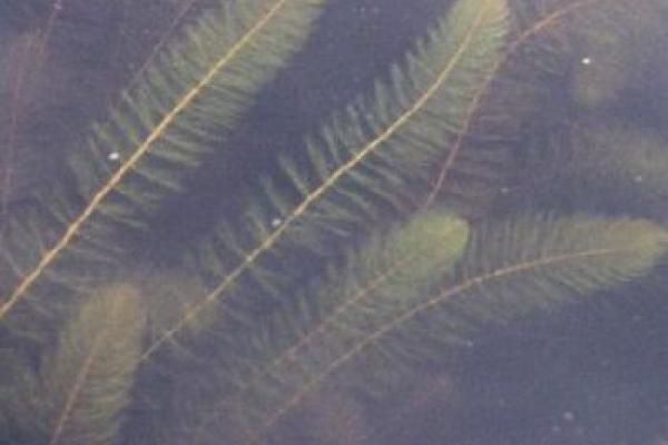 Variable-leaved watermilfoil