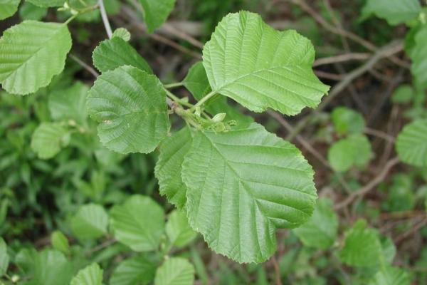 European alder: leaves are simple, alternate and doubly-toothed.