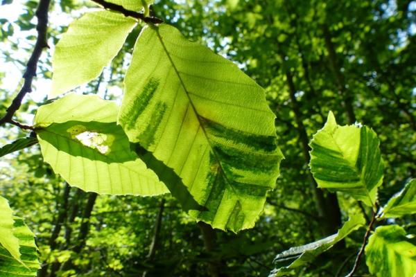 Beech Leaf Disease: dark striping pattern appears on the leaves, parallel to the leaf veins.